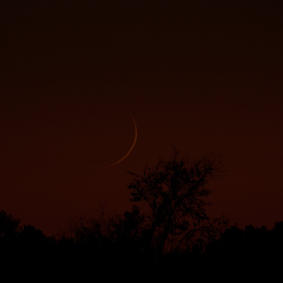 SG_Graffix's tweet photo. Halloween is coming
#moon #moonlight #bloodMoon #lowmoon #night #nature #luna #sky #space #nasa #moonphotography #redsky #sunsetsky #astronomy #moonlovers #nightphotography #universe #astrophotography #earth #naturephotography #halloween #photo #photography #Kentucky #SG_Graffix https://t.co/qjVNH6VZ7Z