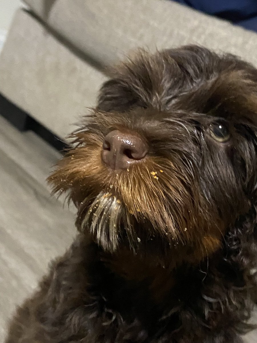 poolaxlazo's tweet photo. my mom giving moose cheetos puffs after a bath &amp; blowout??? a crime https://t.co/SuhYjunaFA