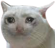 FolfWhite's tweet photo. @sage_folf @EVILFLOF @coconutjpg @GreyFlof @BlackFolf https://t.co/mj7SSeyDPO