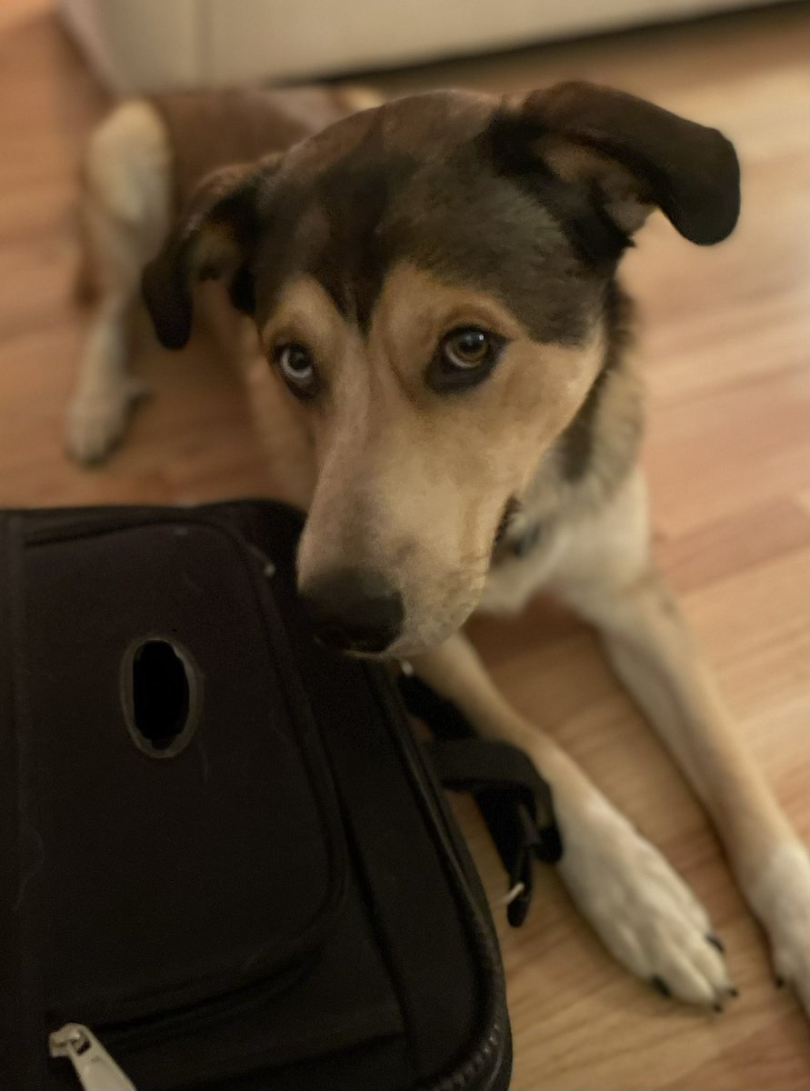 This is Bowie. He was ready to join his human as she left for #ANGANJ. We want to see more of your photos as you journey to Newark. #americasnextgreatauthor 
#anga