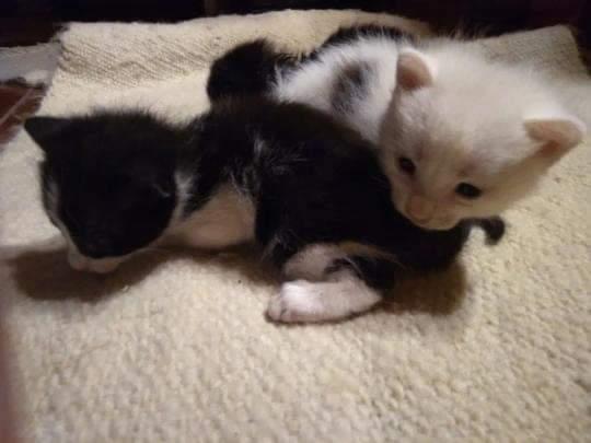 callejeritosDLV's tweet photo. Caso externo. Gatitos en adopción o una mamá nodriza, fueron encontrados en el patio de un vecino y el vecino al ver que no volvio la mamá de los gatitos los echo a la calle. Se darán a personas responsables y con seguimiento. comuna Estación central @adopcionresponsablechile https://t.co/TH4tnwxV1z