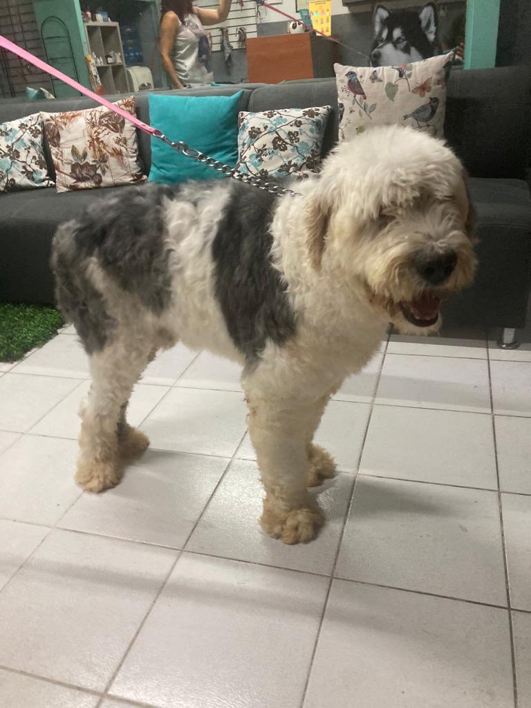  El Viejo Perro Pastor Ingles Mexican English Sheepdog