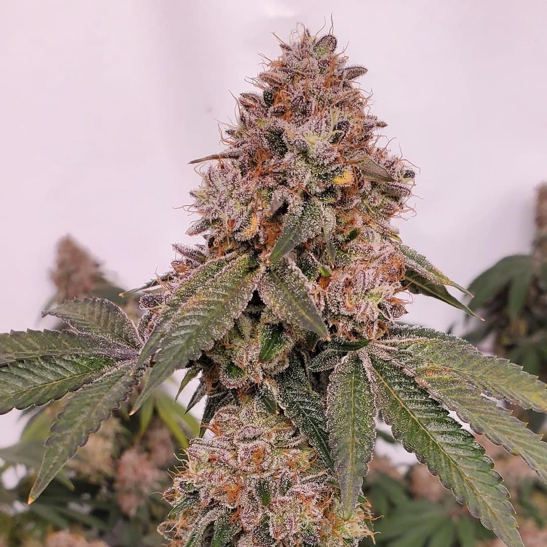Rawdirect_'s tweet photo. Moon Beamsπ π¨ (Sunset Sherb X Zlushiez) one of the many amazing treats on the zlushiez feminized line up! All sunset sherb crosses have a special place in my β€οΈ https://t.co/PxlNPYGaIo #rawgenetics #sunsetsherb #sunset #zlushiez #rawgenetics https://t.co/KctVlqZm1h