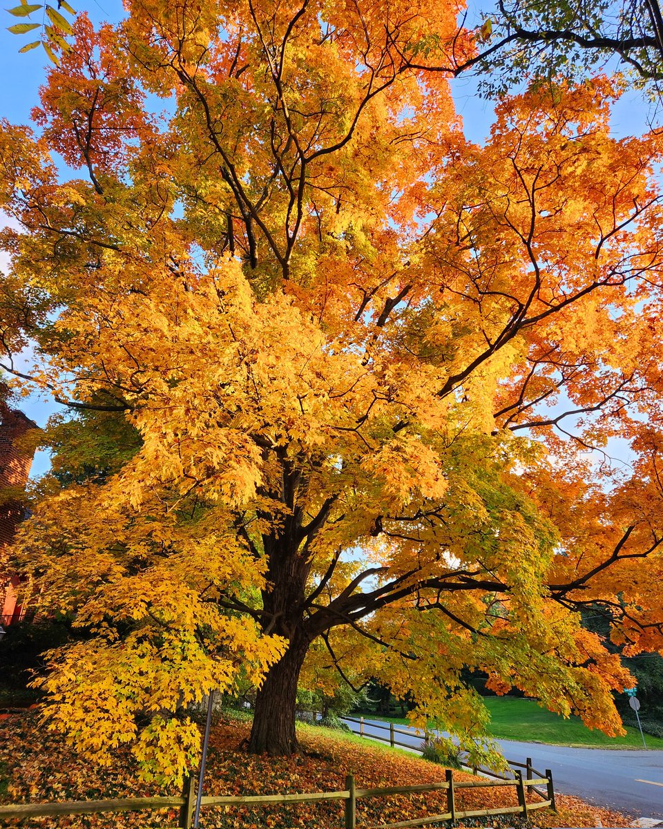 AlanBowser's tweet photo. In Silver Spring. #daledrive
@wusa9 @capitalweather @fox5dc @news4DC @MSNBC @CNN @MCM @PotomacConserv1 @sierraclubmd #wjla #wdvm @MontgomeryParks @VisitMoCo @350MoCo #montgomery #mccf @OneMontgomeryG #conservationmontgomery #MoCo #SilverSpring #fall #alanbowser #Parkville https://t.co/CI8uNlblnG