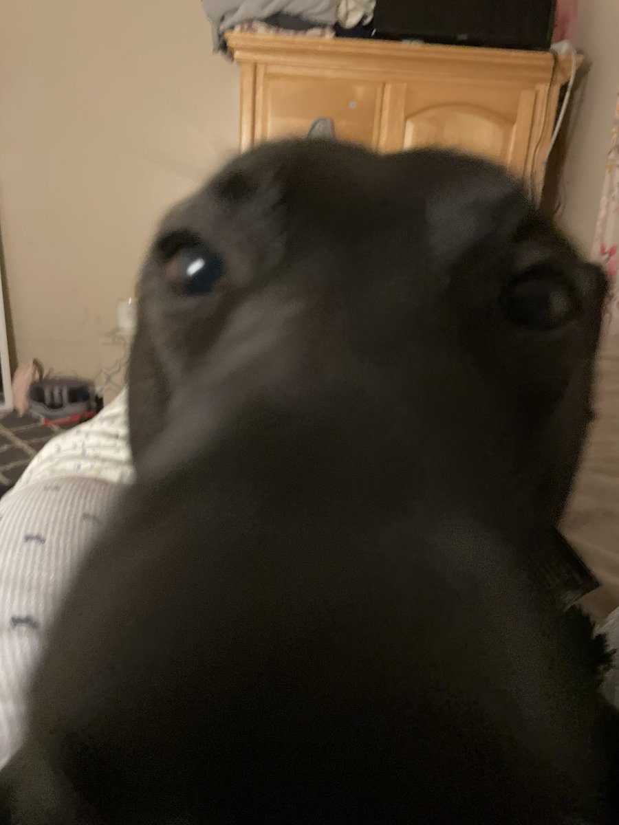 mynutsarehuge's tweet photo. @tragicbirdapp dog https://t.co/vYY2x7rlek