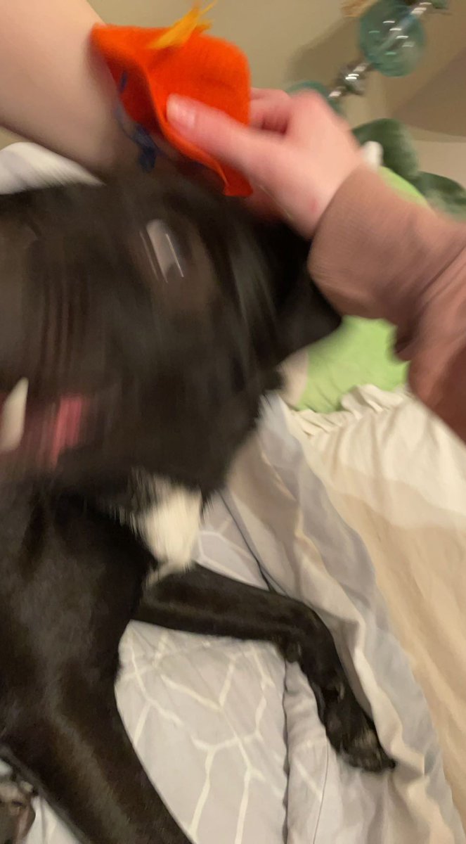 mynutsarehuge's tweet photo. @tragicbirdapp dog https://t.co/vYY2x7rlek