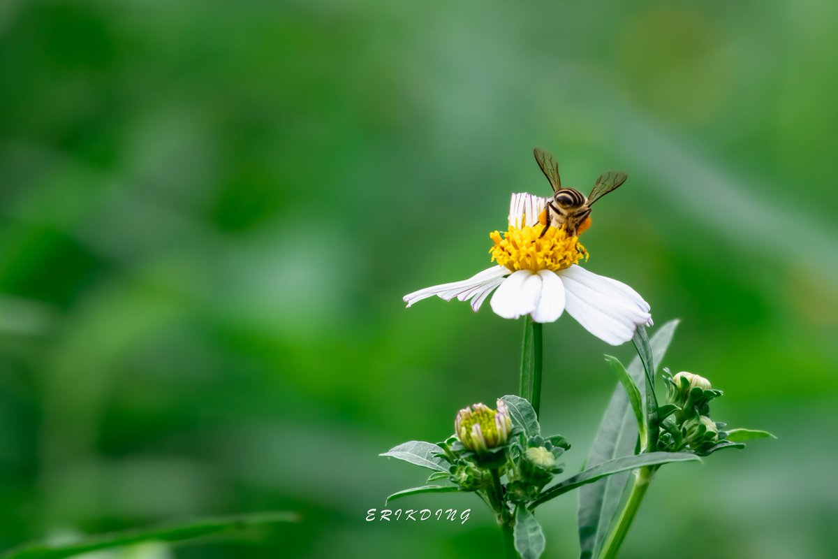 ErikDing868's tweet photo. #honeybee #bee #savethebees #nature #honeybees #beesofinstagram  #pollen #macro #naturephotography #flowers #macrophotography #insects #pollinators #macroworld #macrobee #plants #entomology #bhfyp #macrophoto #sunflower #flowerphotography #love #canon #brilliance #perfection https://t.co/A1UDDJ9Z8s