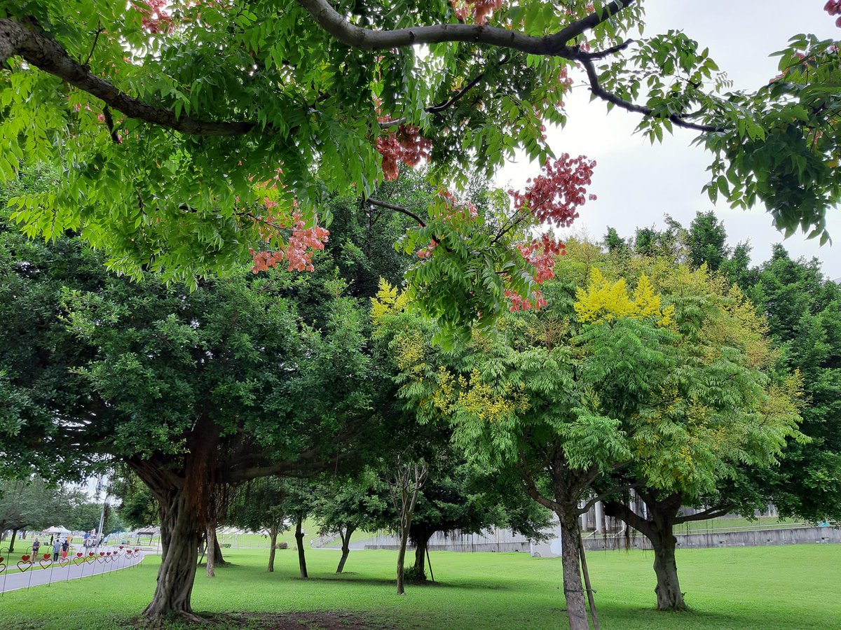 Flame Gold-rain trees