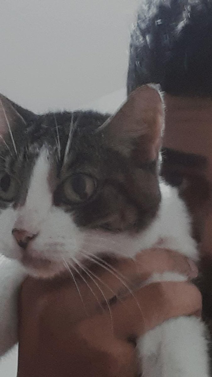 otaldo veio tweet media