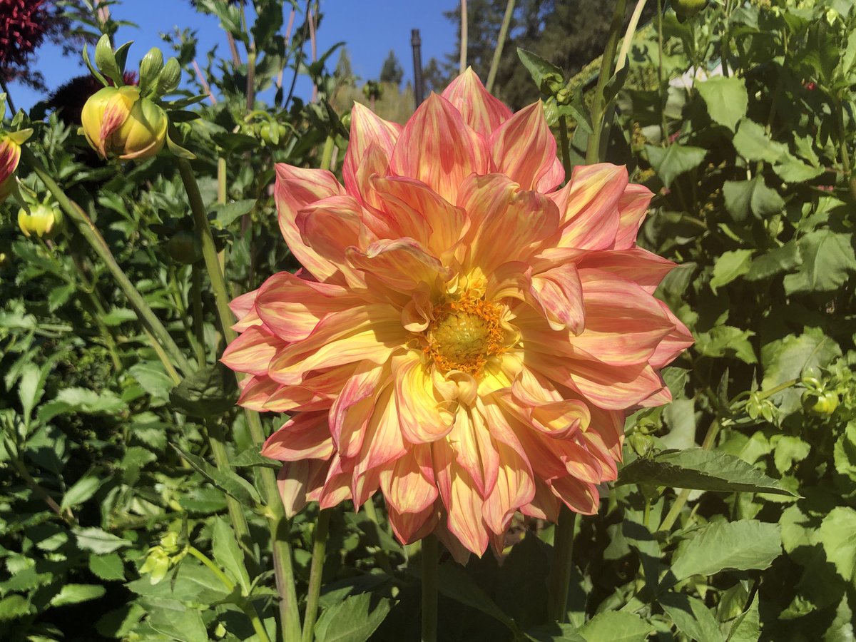 JimBottomley1's tweet photo. The #beauty of #flowers.
From #Butchart #Gardens #Victoria #BC #vancouverIsland #flower https://t.co/rlA3vKdaX8