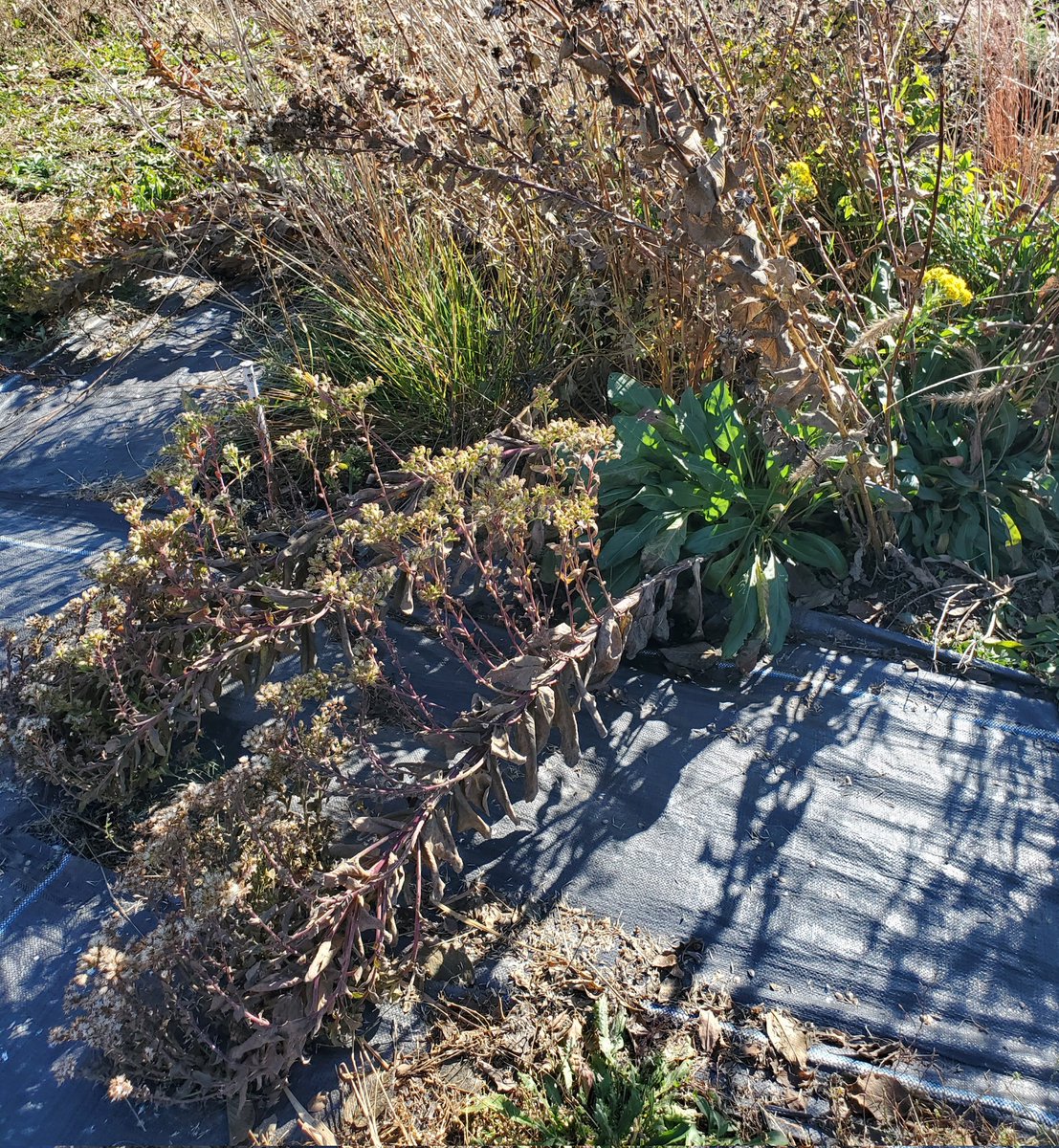 samberk_12's tweet photo. I have a lot of questions about our CAPER plots. Most of them start with Why. For instance, why for the love of God are you growing along the GROUND??? https://t.co/rbkFRdJdjZ