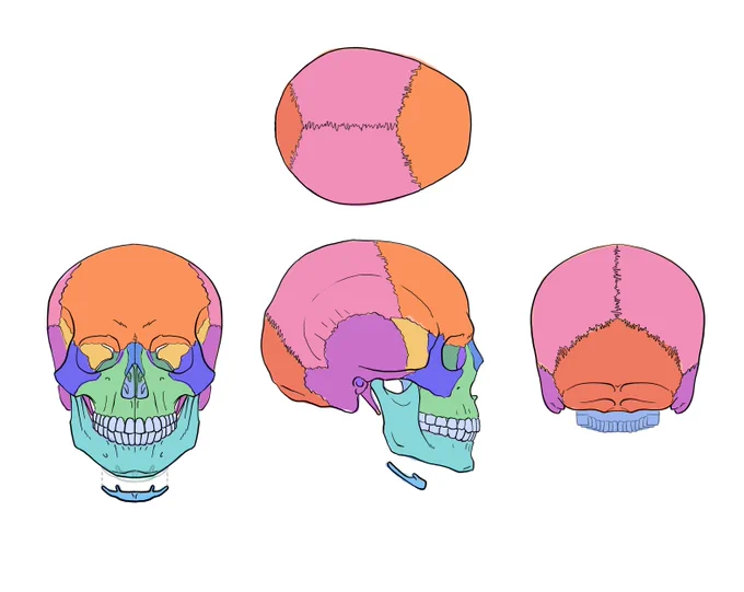 私の美術解剖学の講座は、塗り絵と描き込みで覚えていくスタイルです。本や用語を読むのが苦手な人向けに、動画を見ながら手を動かしてトレーニングする授業です。 