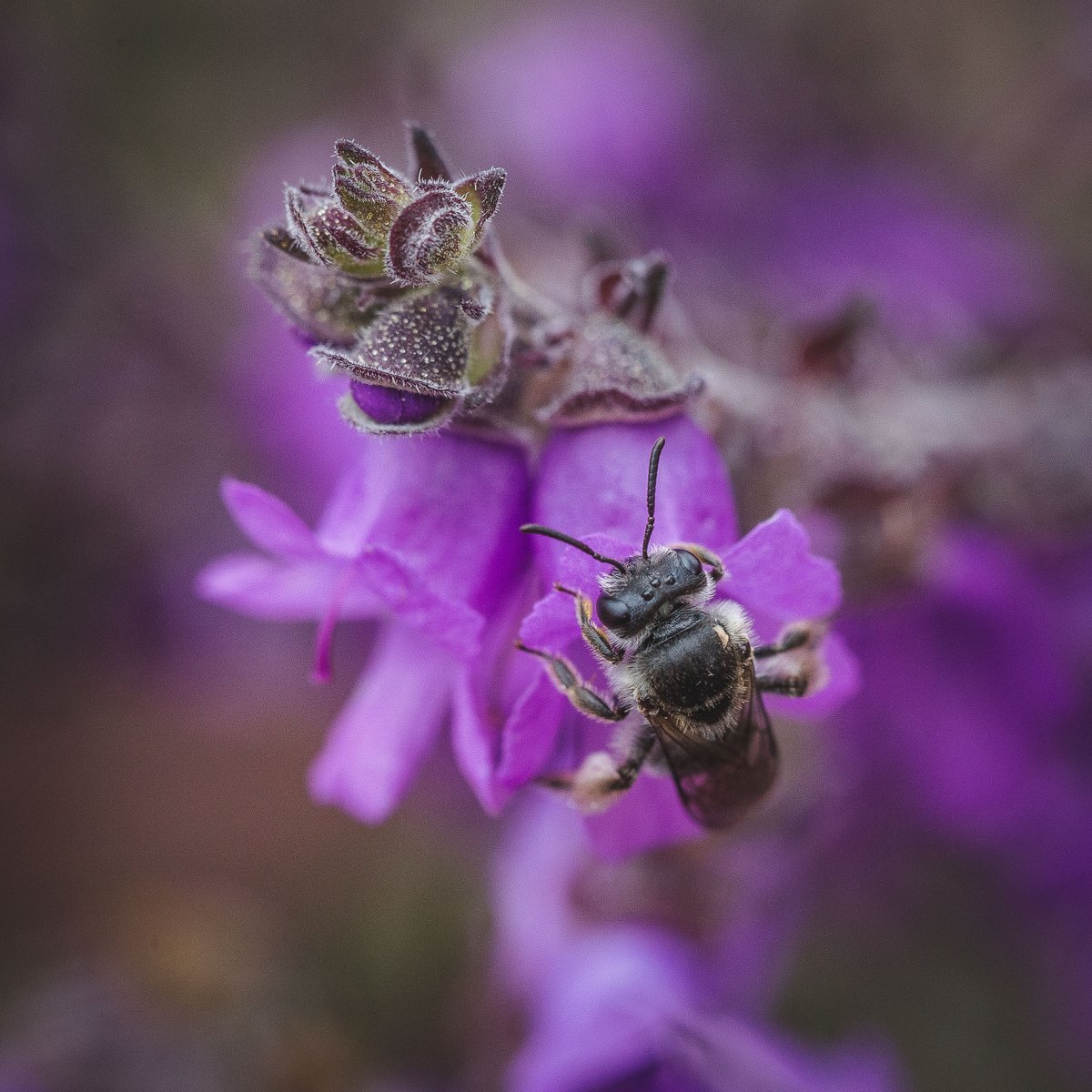 Michael Whitehead tweet media