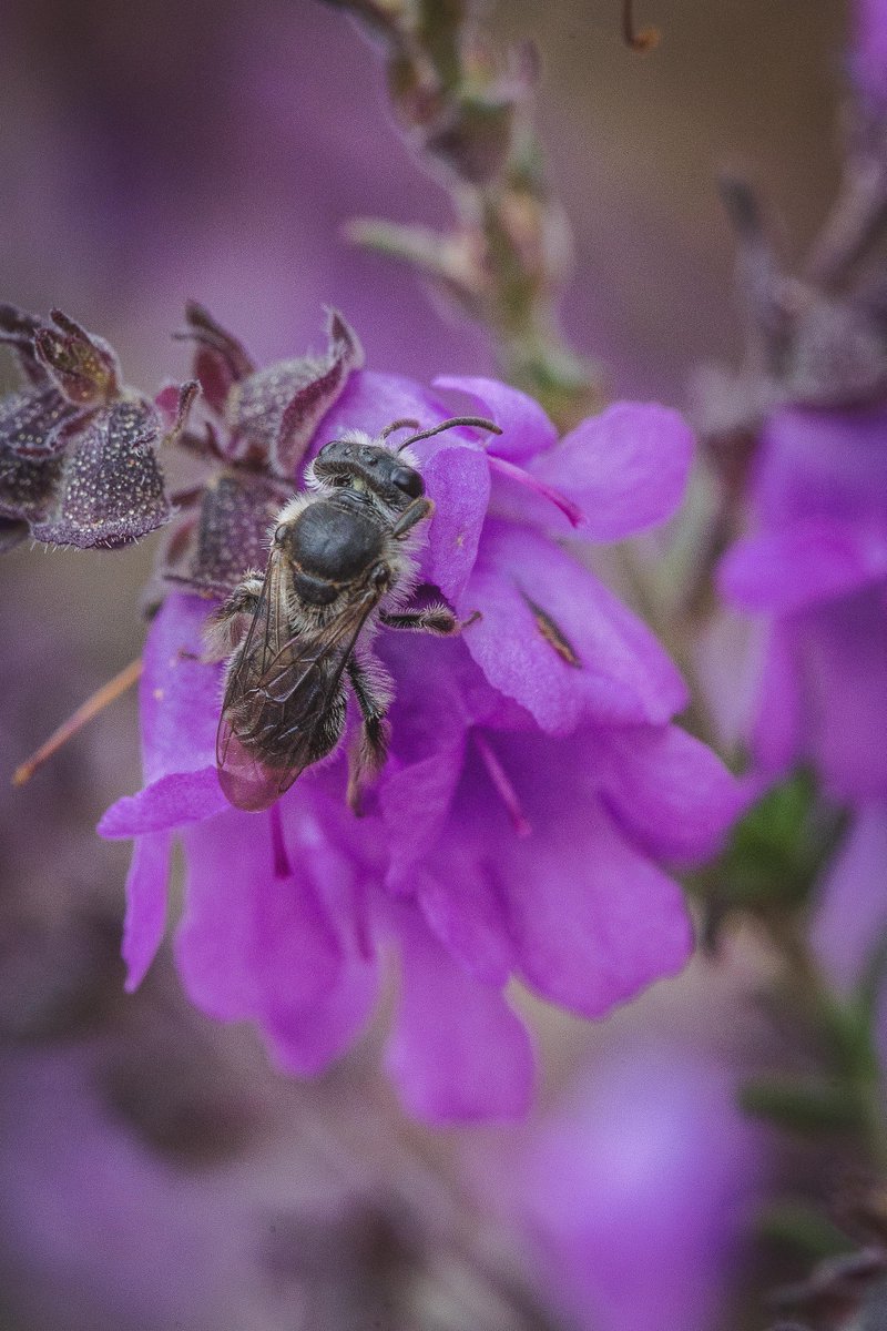 Michael Whitehead tweet media