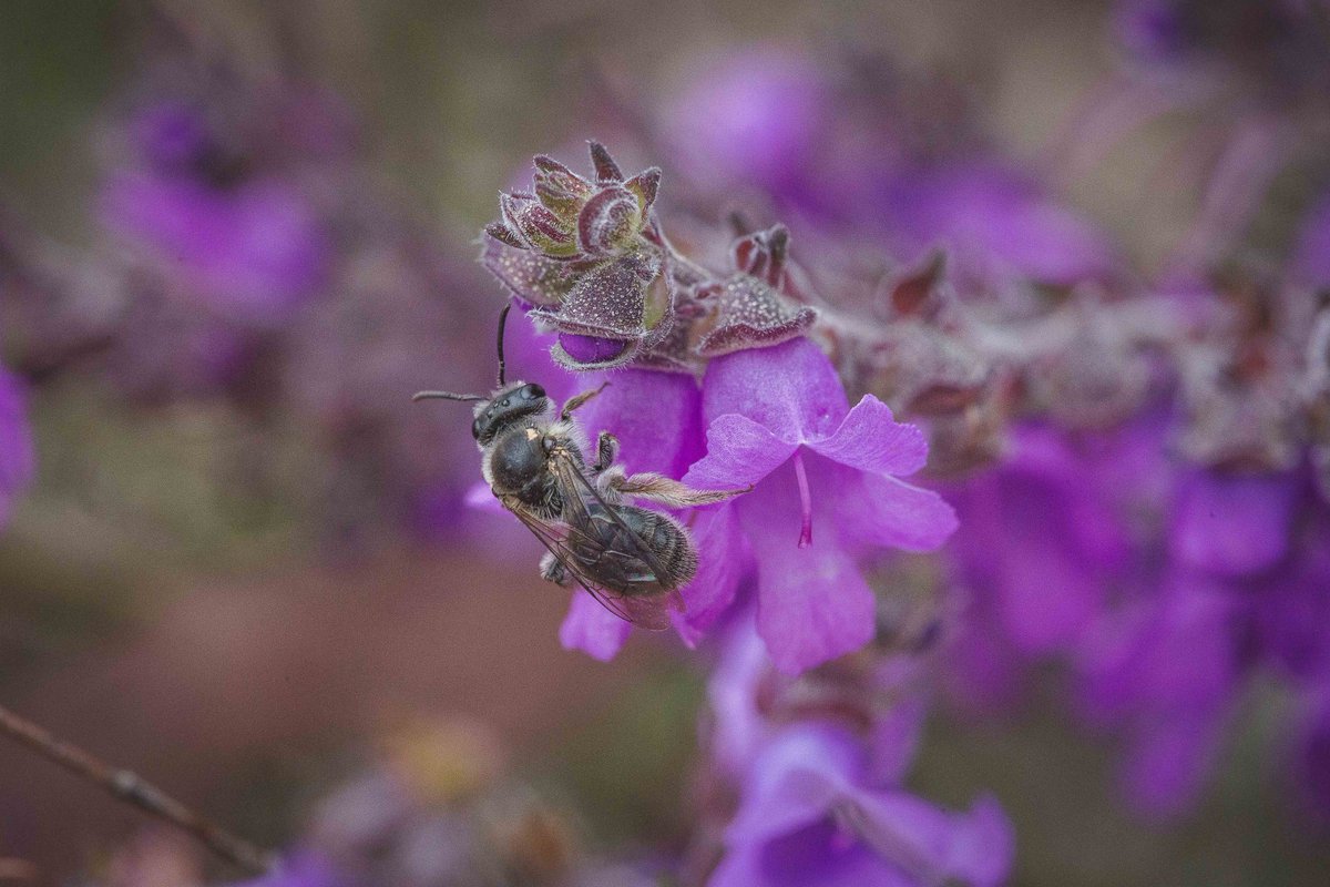 A Chilalictus bee lethargically forages on a damp and moody day in western Victoria. 

The flowers are an undescribed species of Prostanthera. 

Stawell, Vic. 

#ozpollinators #ozplants #WildOz