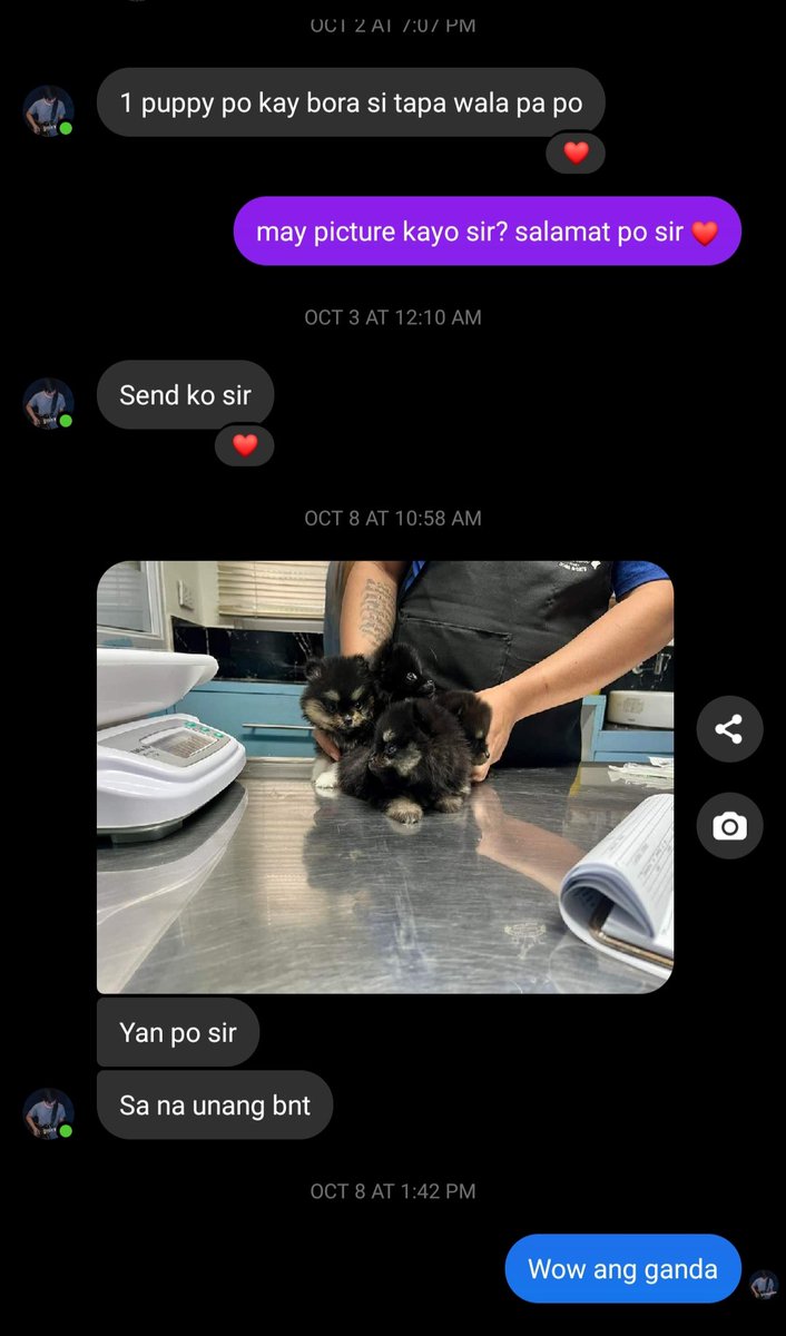 Another successful progesterone test result 💉👉👌
Congrats sir Mike on your puppies 🐶😍
Thank you for choosing our service 🙏❤️

#avinleeprogesterone #satisfiedclient #successfultest #welcomeallbreed #pomeranian  #pomeranianpuppy #pomeranianworld #pomeranianlove