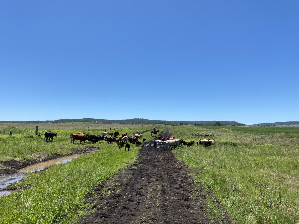 BelindaCallanan's tweet photo. Paddock shift day for cows and calves yesterday.  Takes a lot longer then a shift with the backgrounders. Country just starting to respond now with growth. https://t.co/GO8ZNcogEd