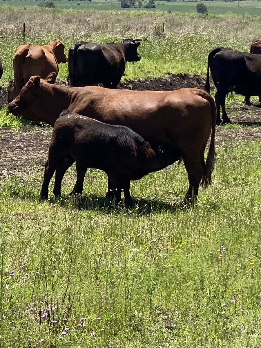 BelindaCallanan's tweet photo. Paddock shift day for cows and calves yesterday.  Takes a lot longer then a shift with the backgrounders. Country just starting to respond now with growth. https://t.co/GO8ZNcogEd