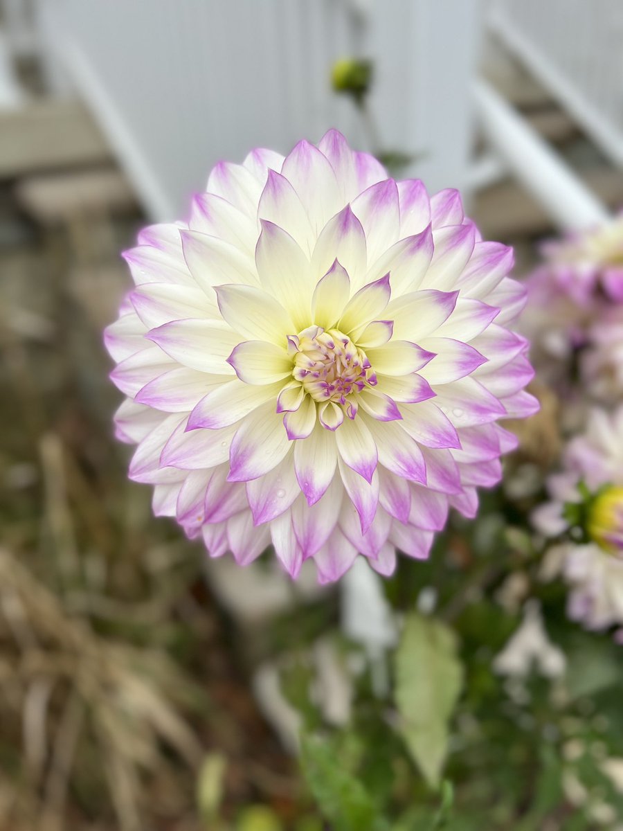 drpaulzeitz's tweet photo. @arnaud_gallais @MiKohiyama @BeBraveFrance #FlowerPower #BeBraveJapan #SafeTravels Thank you for your leadership!! #BeBraveJapan #BeBraveASEAN #BeBraveNepal @SureshChhetry @WichAgnes https://t.co/bbrmwII7SX