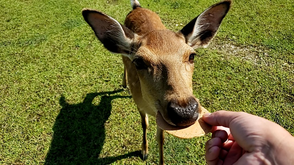 kara_querl's tweet photo. 9. Nara Japan 05/29/2021
Our guide was Hiro
Hiro was one of our favorite guides, he was a local and very knowledgeable. This one was very interactive and fun for the kids. with the pandemic we were the only ones in sight feeding the deer.
#AmazonExplore #AmazonExperiences https://t.co/NtiUo2exwz