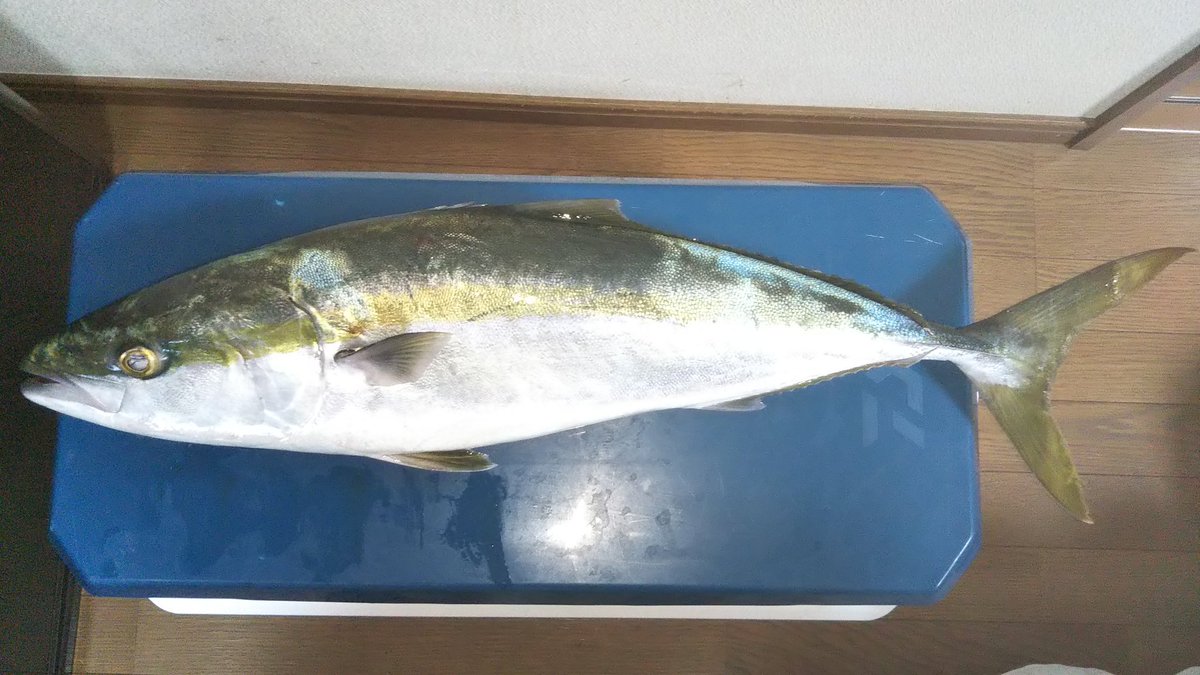 77cm
8kgくらいありそう。