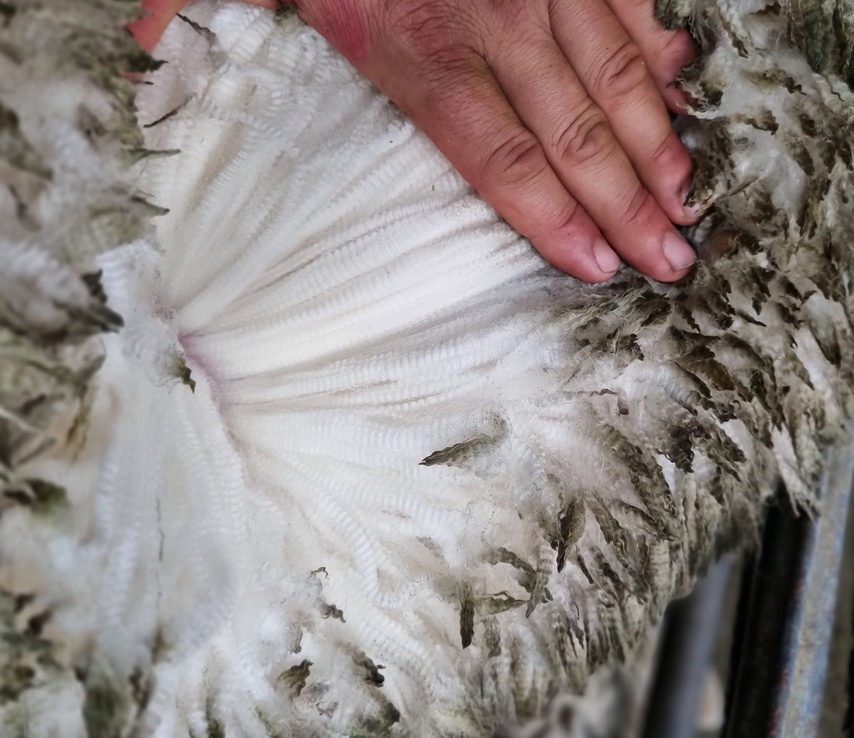 Looking forward to getting stuck into a few more of these wools once the weather clears up. Plenty to like about this high rainfall wool on the back of industry leading welfare and repro traits. <a href="/neXtgenAgri/">neXtgen Agri Ltd</a> <a href="/Fergenetics/">Mark Ferguson</a> <a href="/DarrenGordon22/">darren gordon</a> <a href="/HenryHickson99/">Henry Hickson</a>