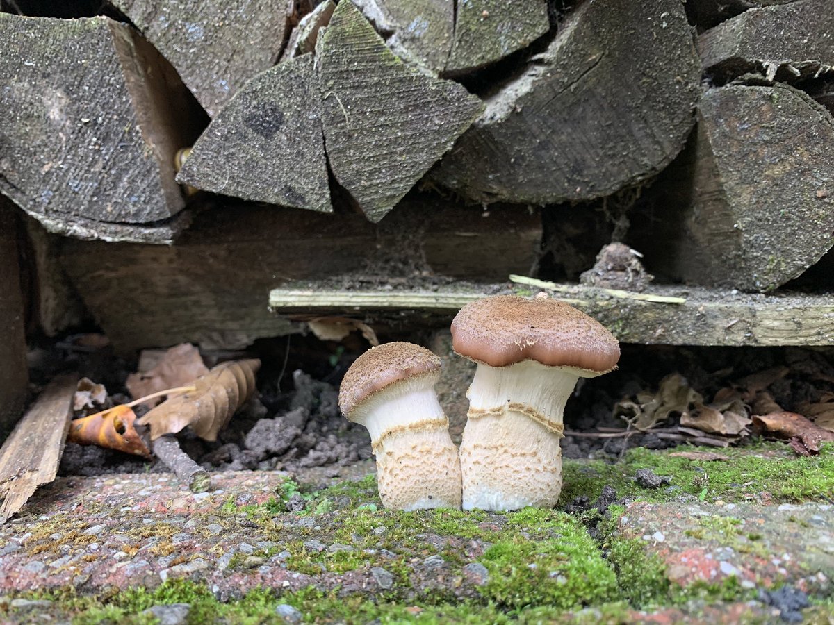 Robert Stieltjes (@rstieltjes) on Twitter photo 