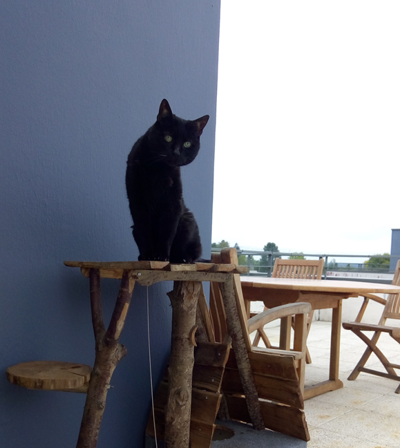 matelda49's tweet image. Black cats are beautiful! 😍My Luna passed away yesterday, she was 19,5 years old... She was a rescue, I adopted her in 2003. I miss her... 💔