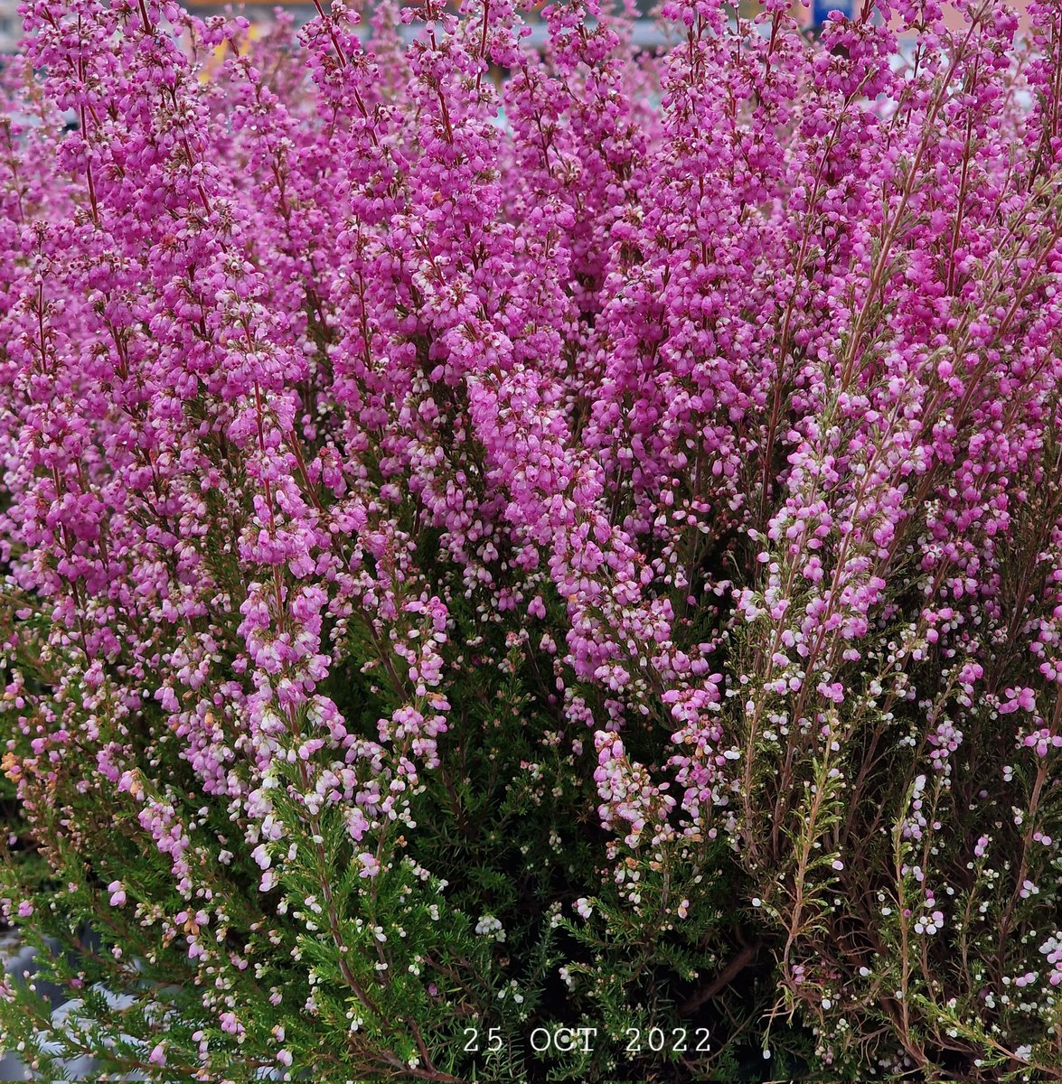 Heather. Ljung. Вереск. #nature #NaturePhotography #heather