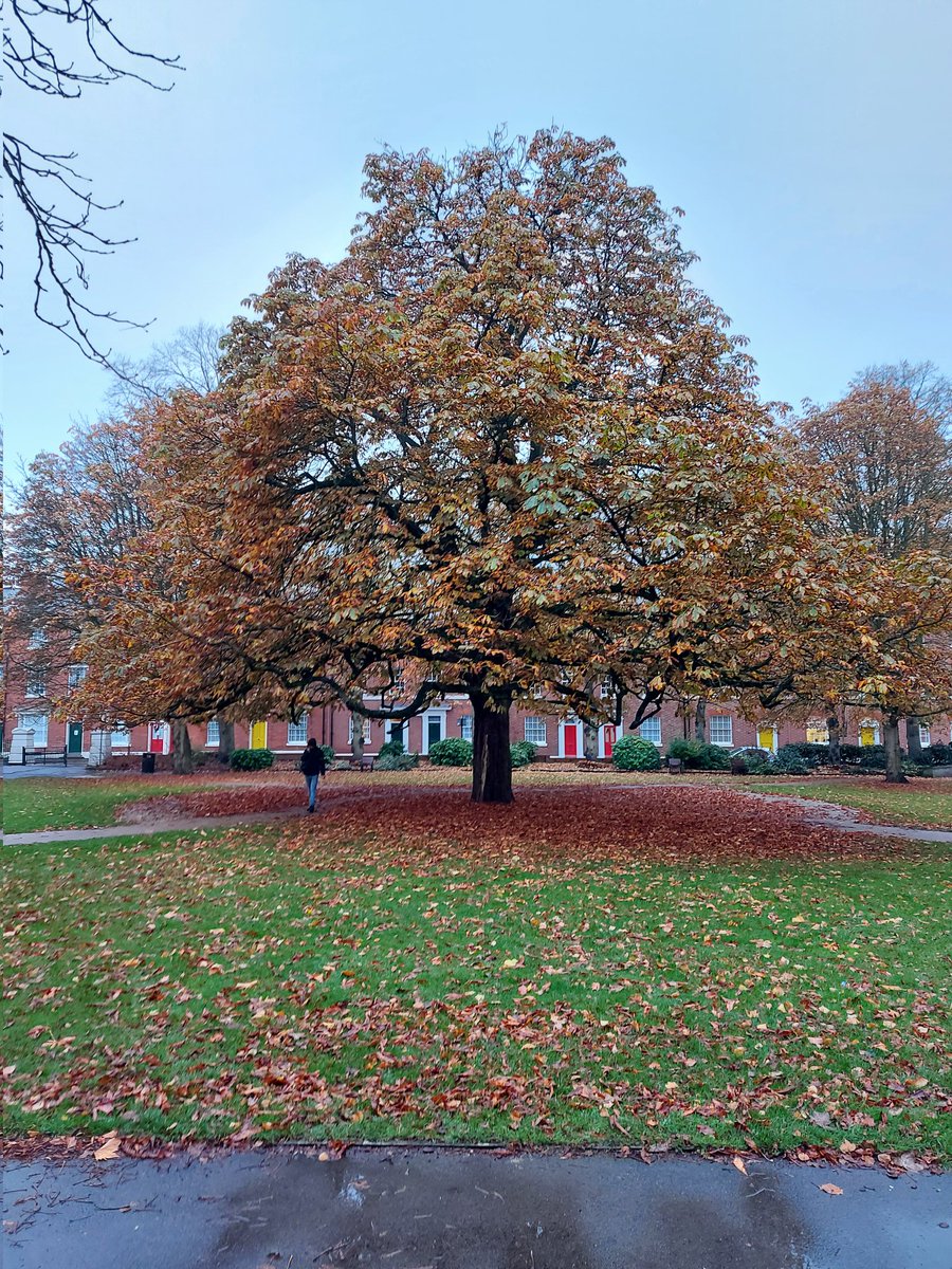 As we face increasingly uncertain times, I'll be capturing this Horse-chestnut at roughly the same time each day, several times per week as a moment in time though changes in seasons and life. A show of continuity. Catch them all on #TheTree. Share widely! #Nature Day 1: