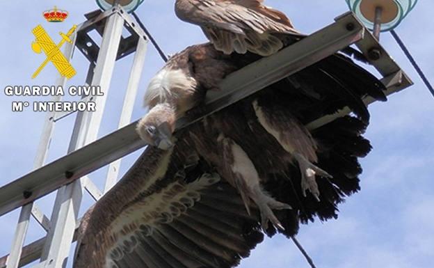 SergioGaTorres's tweet photo. 3104 millones de beneficio para @iberdrola da para contribuir en el cumplimiento de protección de avifauna en tendidos eléctricos. Pero no, lo pagará el Estado(tú) cuando las eléctricas deberían hacerlo. 
Las eléctricas no son gatos, pero si quizás mas peligrosas para las aves https://t.co/5jhn0Z4EqZ
