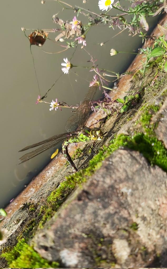 El_Crispo's tweet photo. @BBCSpringwatch @BBCAutumnwatch dragonfly photo taken at Heligan Lost Gardens in Cornwall. Taken by Devon aged 9. https://t.co/vjE5vXAtdB