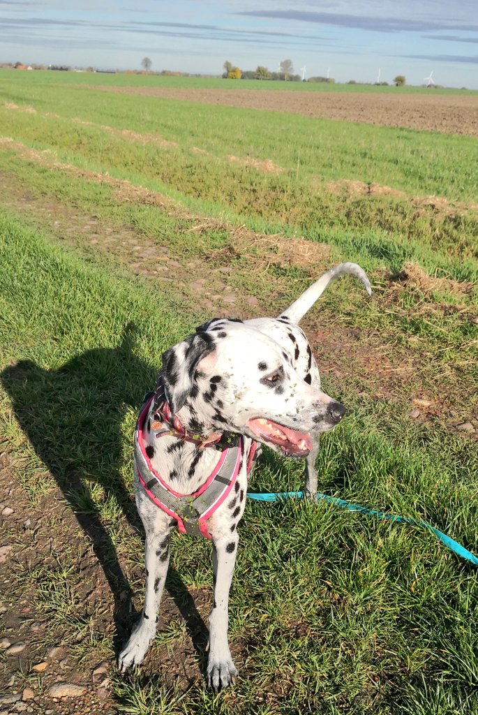 Jemand eine Ahnung, was Frauchen daran nicht gefallen hat? 🤔