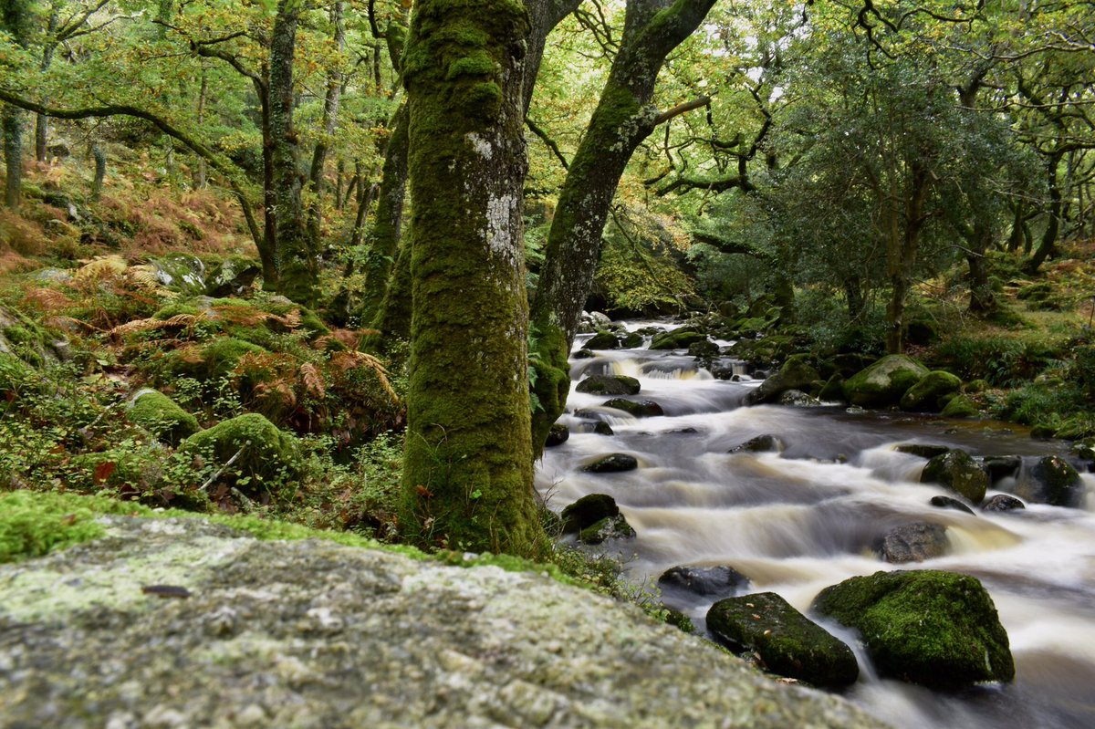 River Plym at Shaugh Prior woods yesterday #Dartmoor #Devon