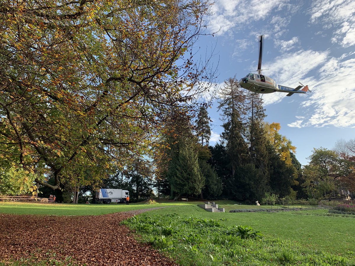 Helikopter-Baumfällarbeiten in #Lindau am Bodensee: 13 mehr als 130 Jahre alte Bäume müssen weichen. Sie sind von Pilzen befallen und könnten umkippen. Auch der #Klimawandel habe ihnen zugesetzt, sagt Baumpfleger Markus Steinbeißer. <a href="/BR24/">BR24</a>