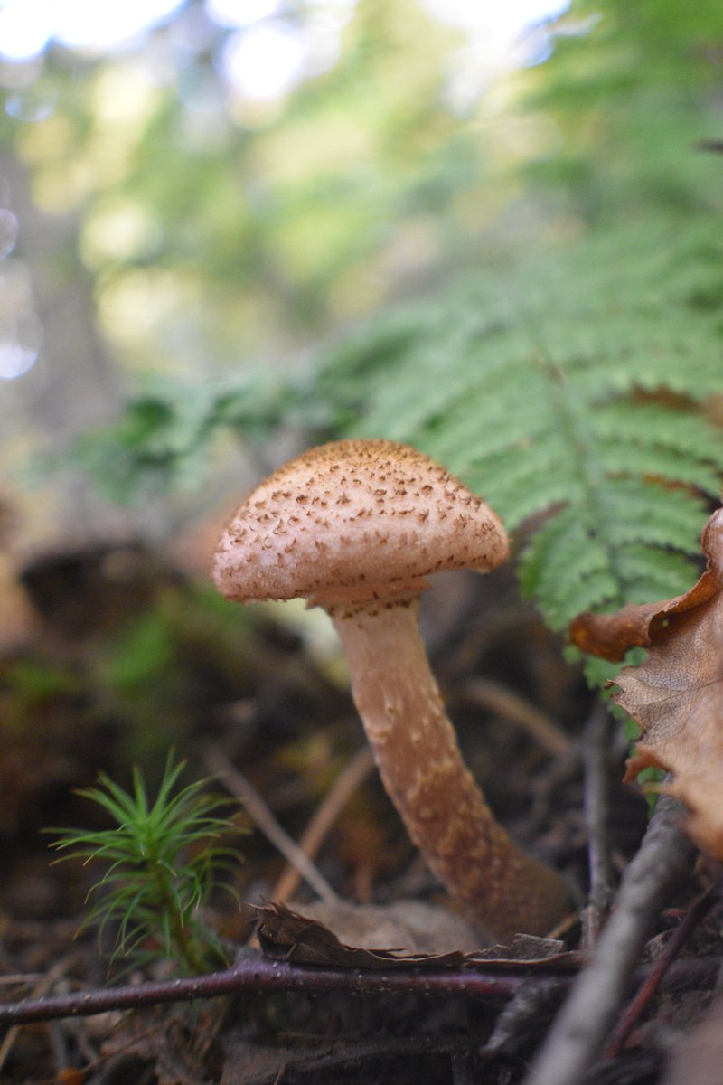 Great Lakes Fungi 🍄 on Twitter "Good morning from the forests of