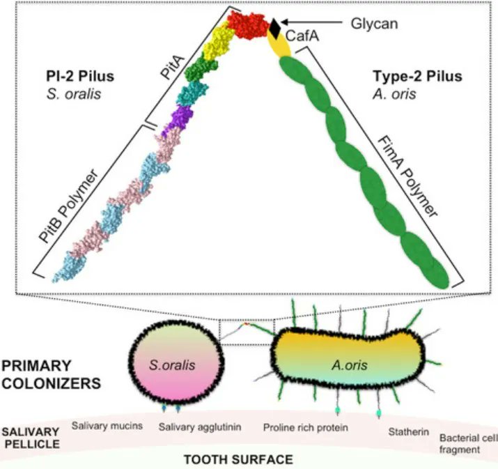 FEBSJournal's tweet photo. 📰 New structural insights into the PI-2 pilus from Streptococcus oralis, an early dental plaque colonizer 

🖋️ By Rajnesh Kumari Yadav and Vengadesan Krishnan 
🔗https://t.co/mePo73IQNr  
#Bacterialadhesion #coaggregation #isopeptidebond https://t.co/bx6Nxqolmy