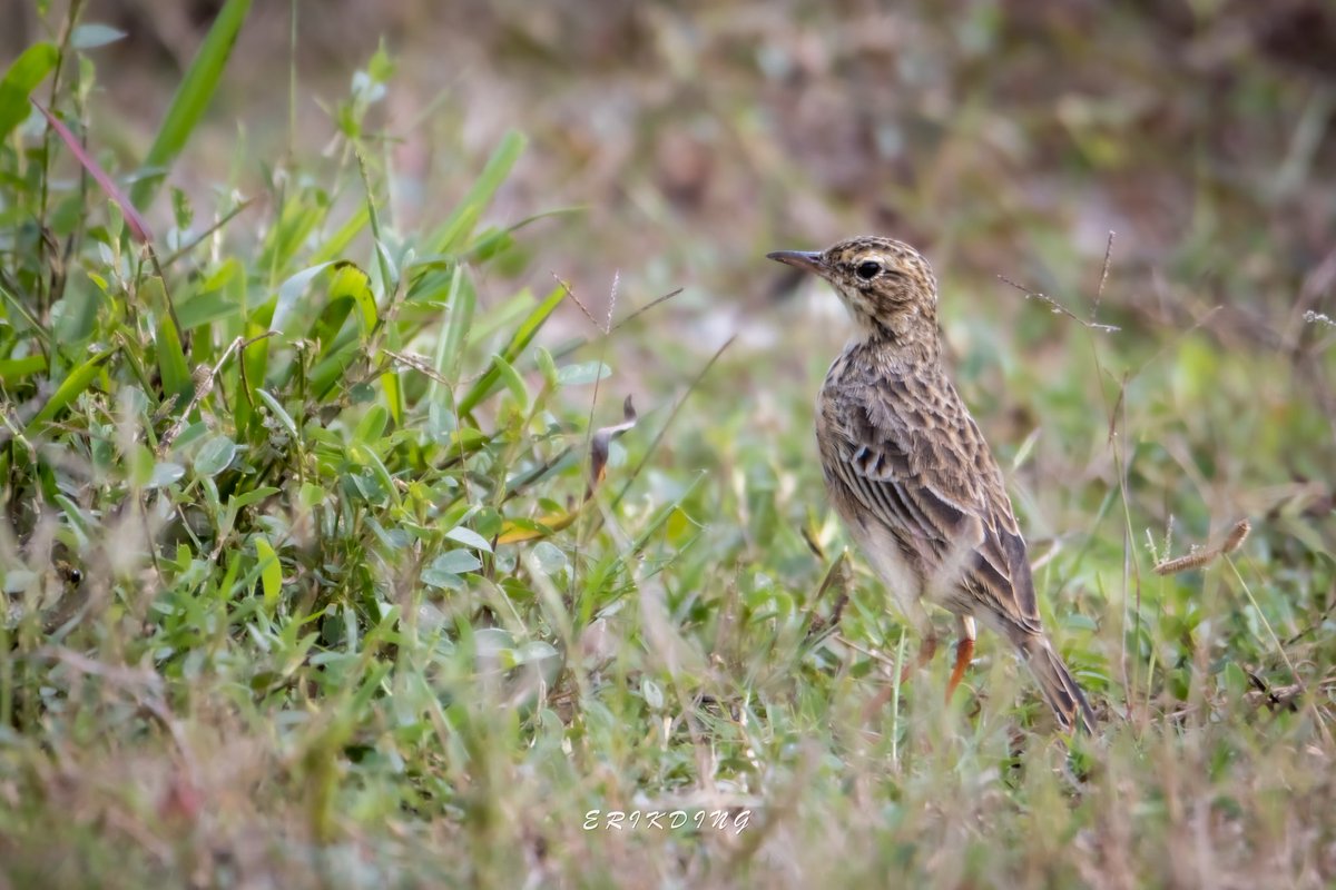ErikDing868's tweet image. #paddyfieldpipit

#birds #birdwatching #bird #nature #birdphotography #birdsofinstagram #wildlife #naturephotography #birding #wildlifephotography #birdlovers #photography #naturelovers #birdstagram #birdlife #canon #animals #bestbirdshots #photooftheday #BBCWildlifePOTD