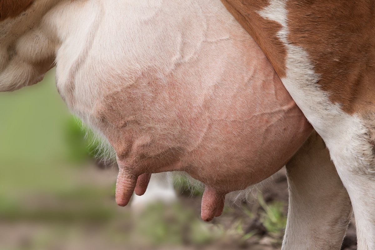 journal_animal's tweet photo. 🧐Accurate detection of #dairy #cow mastitis with deep learning #technology : a new and comprehensive detection method based on #infrared thermal images🐮 (Y. Wang et al) https://t.co/IB0Iwv7wgv
@ElsevierVetNews @BSAS_org @INRAE_DPT_PHASE @EAAPofficial https://t.co/l30Ptxe4qy
