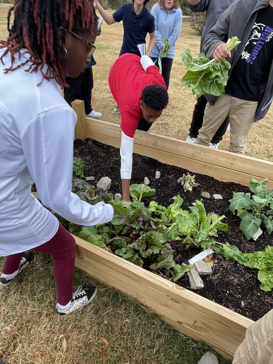 janonteach's tweet photo. We have harvested our lettuce that survived the frost! My students were so excited! We are having a salad this week! 🥬🌎#lifeskills #environmentalscience https://t.co/PDEof4EPR2