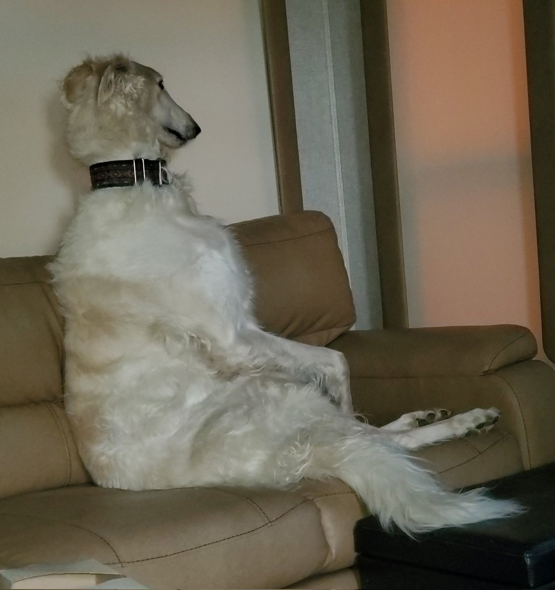 Will Adams tweet media