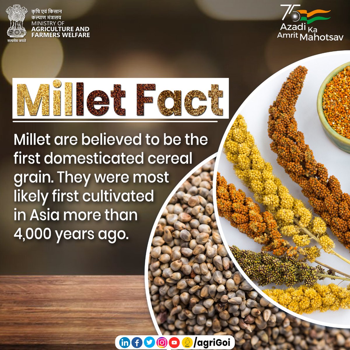 Millets are some of the earliest cultivated grains, dating back to the prehistoric age. Millets are centuries-old, versatile and nutrient-rich superfoods. #agrigoi #agriculture #millets #IYOM2023 #InternationalYearOfMillets2023 #milletsrecipe #पोषक_अनाज #मोटा_अनाज #supergrains
