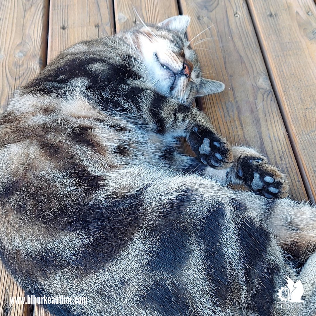 hlburkewriter's tweet photo. ADMIRE THE PEETS!
#ToeBeans #browniebite https://t.co/9JzNmmqWkw