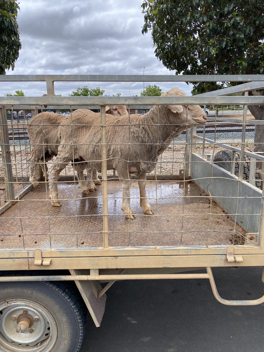 Lunch break for the boys on there way to Genstock, hard to believe that ram cut nearly 8kg at 74% yield in less than 6 months