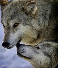 pikismikis's tweet photo. We, we belong,
we belong together, together...
#BelikeaWolf🐺 #CoupleWolves https://t.co/rxJyaCiSZw