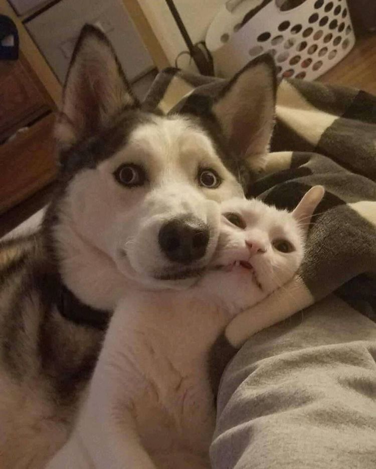 🐈‍⬛ guys ada yang punya dua jenis anabul (kucing dan anjing) gak dirumah? kalau akur mau liat dong fotonyaaa aku pgn banget adopt doggy tapi gak bolee huhu🥺