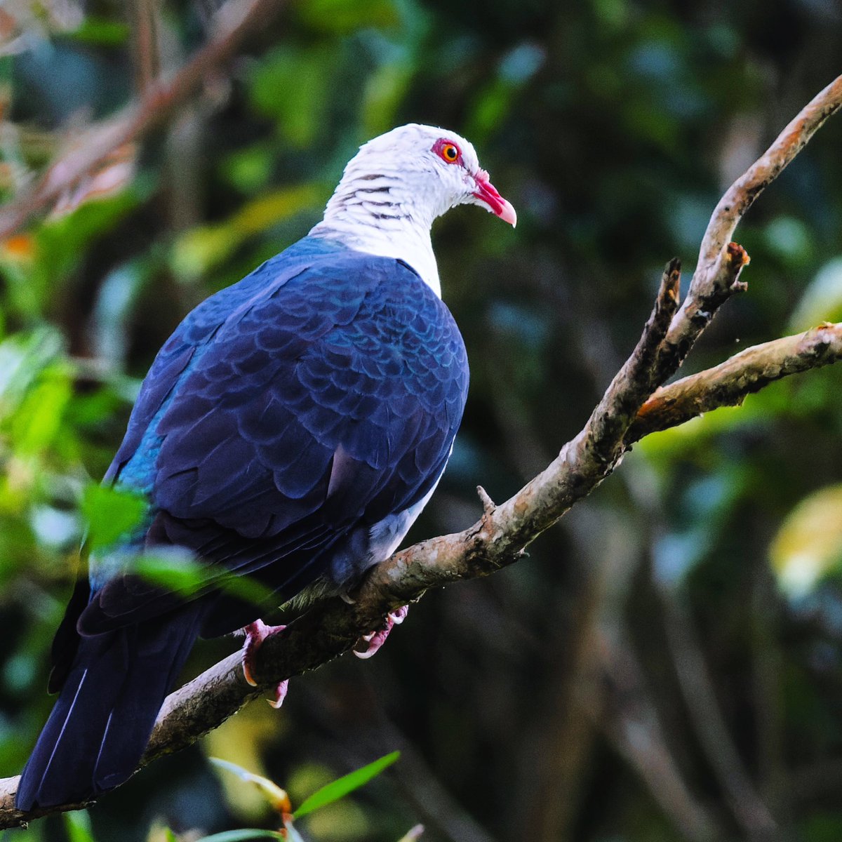 White-headed Pigeon, Palmwoods Queensland! New video coming soon m.youtube.com/channel/UCitYK…

#BirdsSeenIn2022 #birdphotography #WildOz #Australia #Queensland #sunshinecoast #NaturePhotography