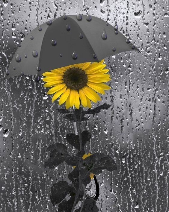 freda_toit's tweet photo. @ouiserboudreaux @Syl2802 @GmaElaine6 @Noleslam @alliswe75081657 @Alice10204652 @DjokerNole It's Raining Today in Bela-Bela ☔️ YAY,!!
#DryClimate #SouthAfrica  #WaterRestrictions #Droughts 
#Summer https://t.co/cOujbzn472