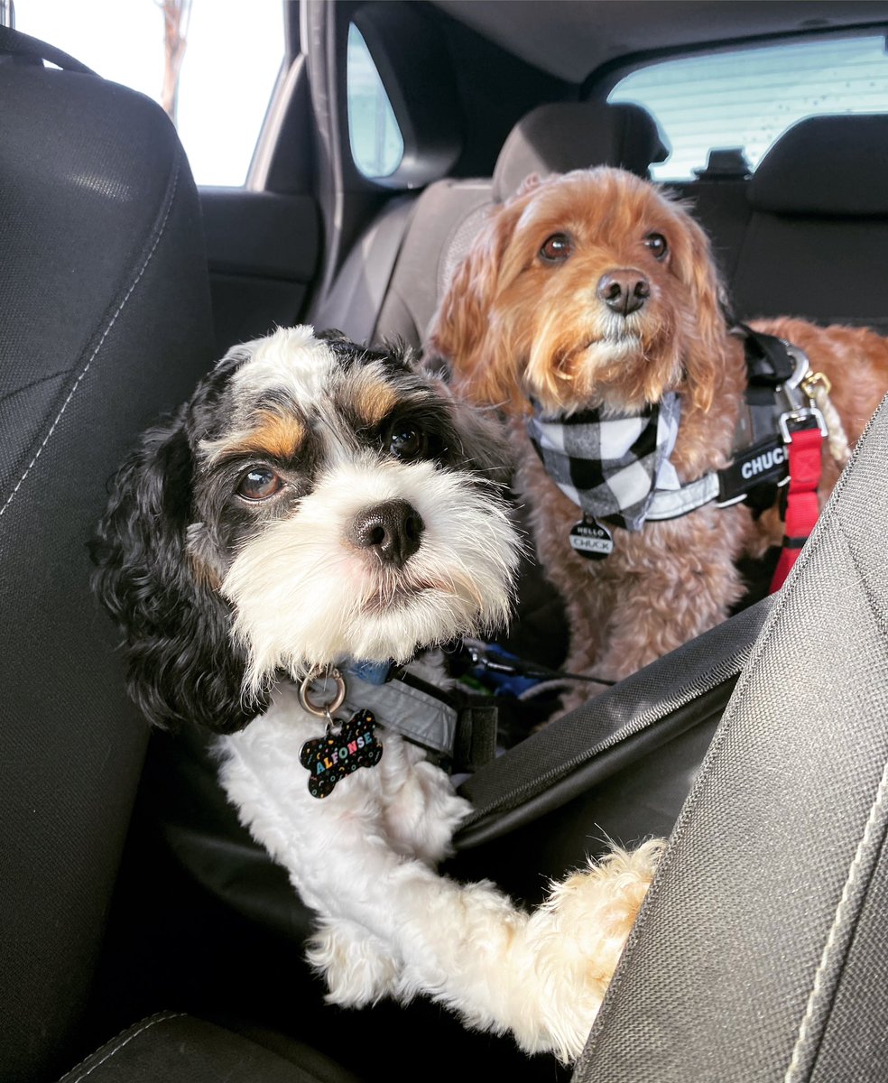 leahtomko's tweet photo. Alfonse travelling in the back seat looking like he’s about to passively aggressively mention that he thought we would have taken the motorway at this time of day. 
#backseatdriver #dogboss #alfonsethecavoodle https://t.co/OLwZZW1XtF