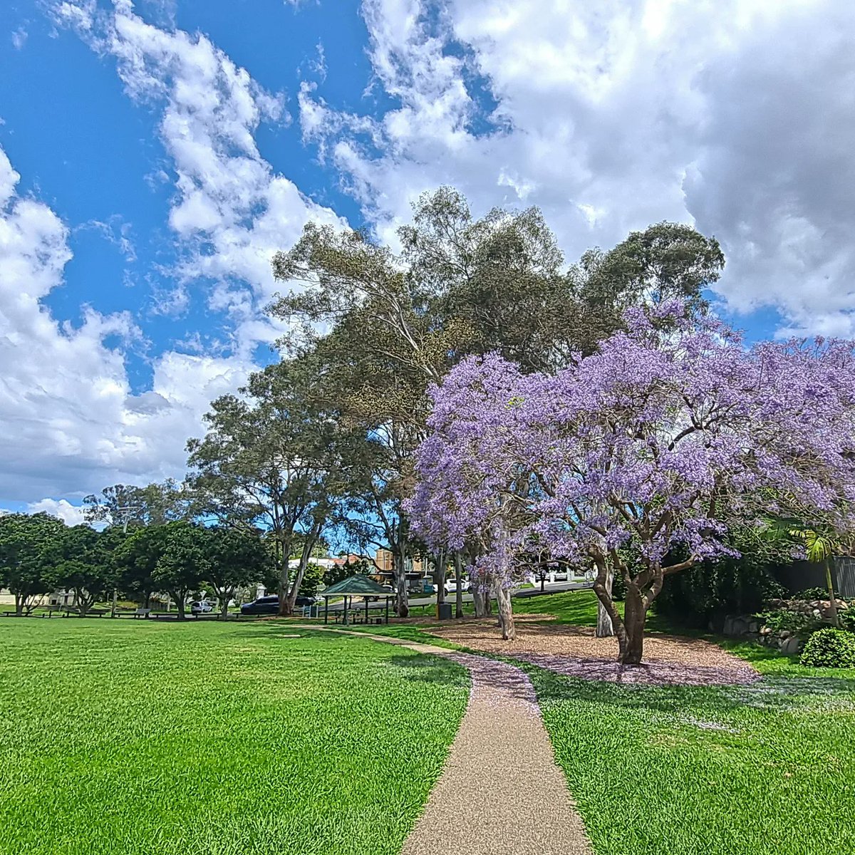 Jacaranda trees everywhere 💜 #Jacaranda #Trees #Brisbane
